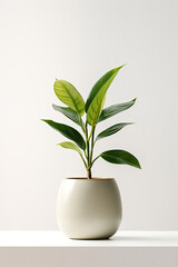 Potted Plant on White Shelf