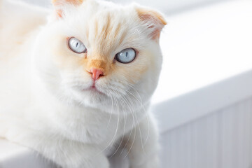 Close-up of white scottish fold cat with striking blue eyes on white background with copy space. National cat day. National pet day. Scottish Fold cat day.