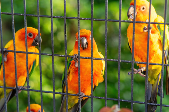 Sun Conure parrot bird group in the metal cage.