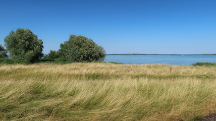 Paysage avec deux arbres et de l’herbe jaune sous un ciel bleu en été, au bord du lac du Der Chantecoq, en Champagne Ardenne, dans la région Grand Est (France)