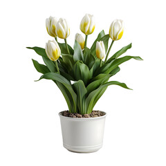 Tulip Flowers in White Pot Isolated on Transparent Background