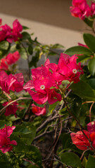 Pink Bougainvillea | Magenta Bougainvillea | Closeup Bougainvillea | Floral Background | Pink Flower in the garden