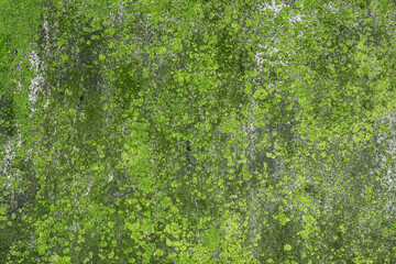 Green moss, lichen on the building wall after rain season as texture or background - 743608717