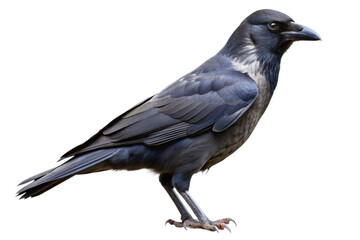 Fototapeta premium crow isolated on a transparent background