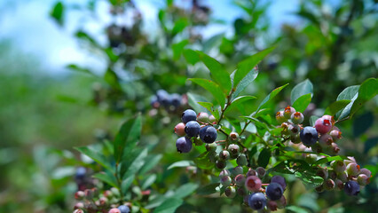Blueberry Fruit on the Bush. Delicious blueberries hanging on a branch. Sloes on the branch
