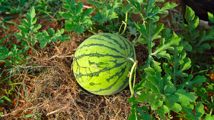 Close-up of watermelons growing in farmland. Green watermelon growing in the garden. A large...