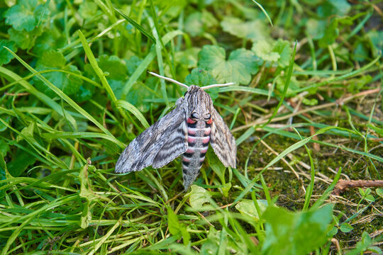 insect Agrius convolvuli, hawk moth on green grass, butterfly family Sphingidae