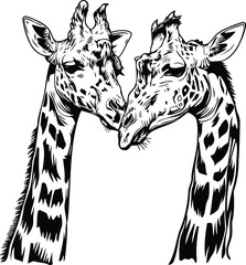 Vector image of a pair of giraffes on a white background