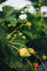 strawberry blossom and the first green strawberries close-up hanging in clusters in rows on a plantation