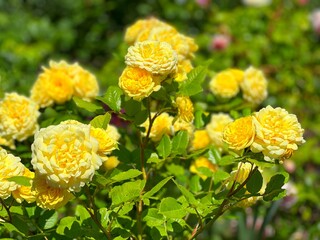 Yellow roses flowers bush in the summer garden 