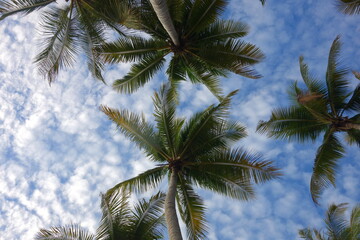 Cloudy Sky Landscape and Branches of Palmtrees 