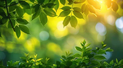 Papier Peint photo Lavable Jaune Spring background, green tree leaves on blurred background