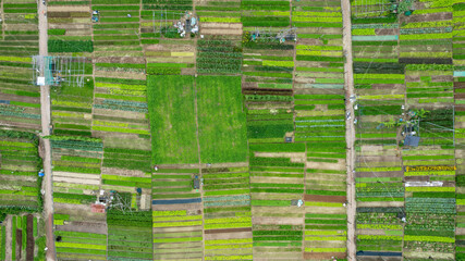 Aerial view of colorful agricultural fields with symmetrical patterns, showcasing rural farming...