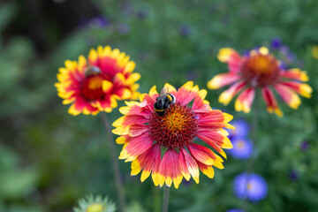 A bee collects nectar from flowers covered in pollen