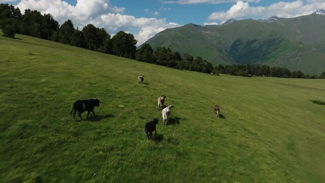 Cows roaming freely on expansive green hills under a blue sky, with mountain peaks on the horizon. Free-roaming cows on green hills with mountain peaks