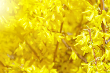 Yellow Forsythia flowers on the bush. Beautiful Syringa flowers, selective focus.