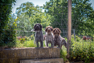 animal, chat, nature, chien, gazon, mammif&egrave;re, animal de compagnie, vert, noir, joli, for&ecirc;t, fourrure, &eacute;t&eacute;, chaton, arbre, sauvage, ferme, faune, marchant, champ, ext&eacute;rieur, paysage, vache laiti&egrave;re, p