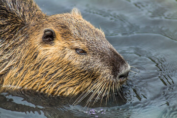 animal, mammif&egrave;re, rongeur, faune, nature, marmot, fourrure, sauvage, brun, capybara, joli, prairie, ragondin, castor, jardin zoologique, chien, gazon, rat, rocher, eau, poilu, portrait