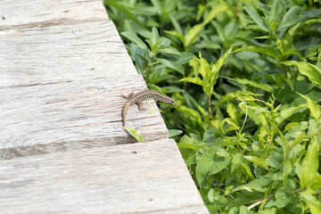 insecte, nature, vert, animal, feuille, macro, libellule, sauterelle, blaireau, faune, gazon, plante, mouche, gros plan, &eacute;t&eacute;, gros plan, ailes, faune, ailes, criquet, sauvage, naturel, vie