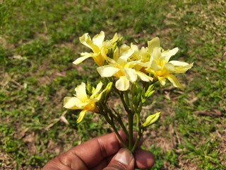 Nerium oleander flower. Its other names oleander and nerium. This is a shrub or small tree...
