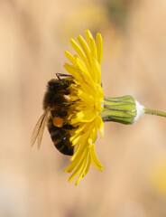 Honeybee Gathering Pollen on a Yellow Wildflower