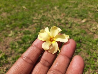 Nerium oleander flower. Its other names oleander and nerium. This is a shrub or small tree...