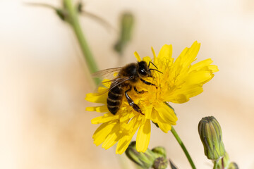 Honeybee on Yellow Dandelion Against Creamy Background