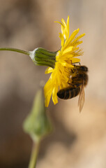 Bee and flower. Close up macro photography