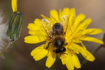 Western Honey Bee Amidst Yellow Splendor