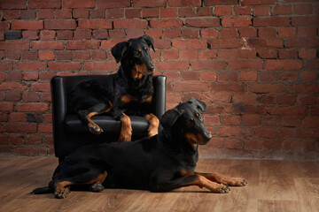 Two Beaucerons dogs relax together, one laying down and the other perched on a chair against a...