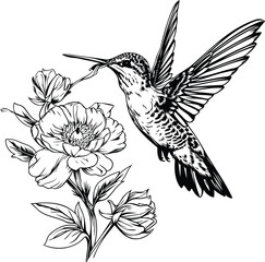 Hummingbird with flower. Black and white engraved ink art. Isolated hummingbird illustration element.