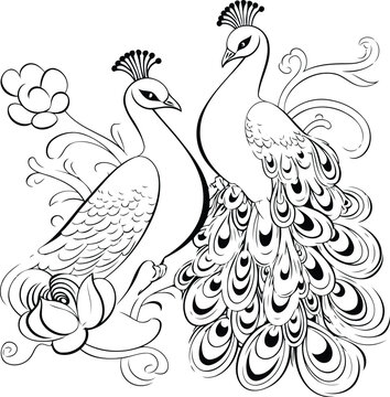 Peacock and Peacock. Black and white vector illustration.