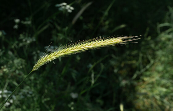 Lonely branch of Hordeum bulbosum, bulbous barley. Looks contrasting against on the dark green grass background. Close-up view of seeds and tendrils.