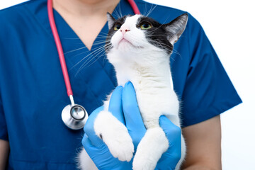 Spokojny kot domowy trzymany na rękach przez lekarza weterynarii w lecznicy zwierząt  - obrazy, fototapety, plakaty