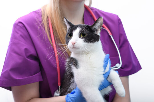 Pani weterynarz trzyma na rękach kota domowego