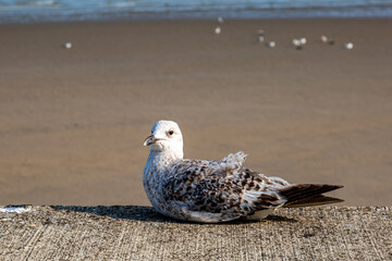 A close up of a gull on the seawall at Newhaven, with a shallow depth of field - 743652327