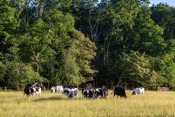 A herd of cows in the Sussex countryside, on a sunny summer's day - 743652383