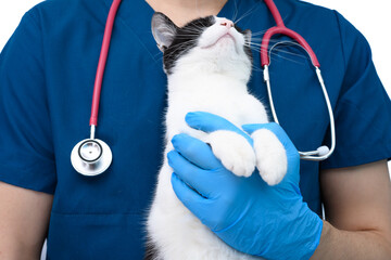 Weterynarz trzyma kota na rękach przed badaniem 