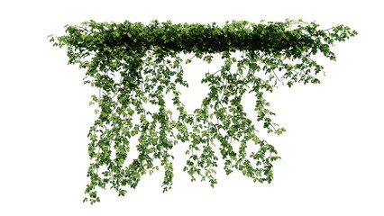 Plant and flower vine green ivy leaves tropic hanging, climbing isolated on transparent background. © Nawaphon