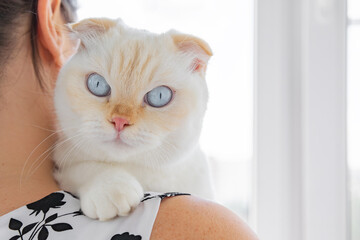 Serene white Scottish Fold cat with blue eyes resting on pet owner shoulder. National cat day....