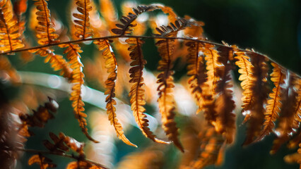 Macro de fougères sauvages