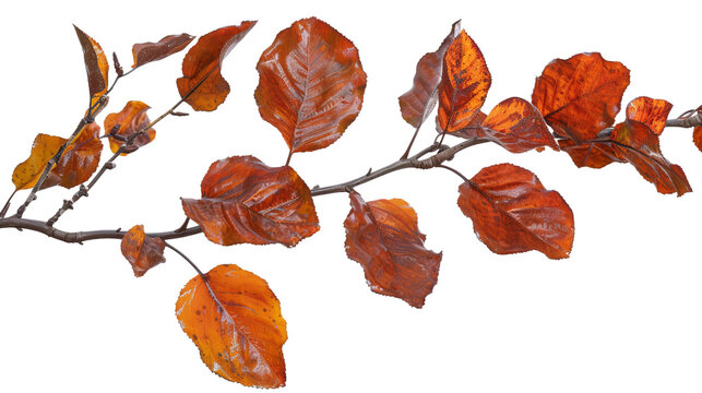 Branch with Colorful Leaves, on transparent background, PNG format