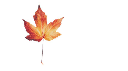 Autumn Maple Leaf on Transparent Background