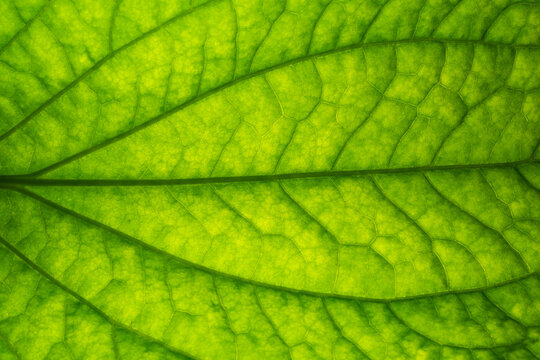 Close up photos of leaf patterns