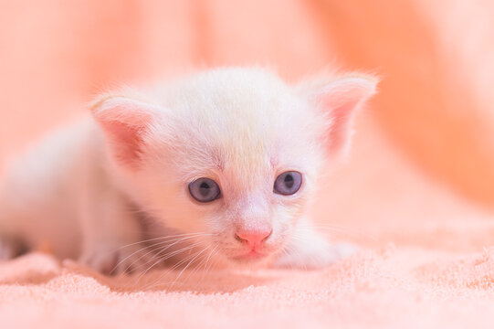 A cute kitten in a pile of cloths