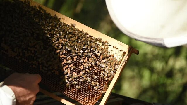 Apiculture, rucher en Nouvelle-Cal&eacute;donie