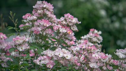 ピンクと白が混じったバラ【滝ノ入ローズガーデン】日本埼玉県毛呂山町