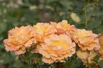 ブーケのようなオレンジ色のバラ【滝ノ入ローズガーデン】日本埼玉県毛呂山町