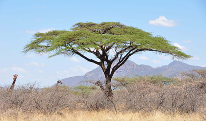Girafs / Giraffen Shaba & Samburu Nationalpark - obrazy, fototapety, plakaty