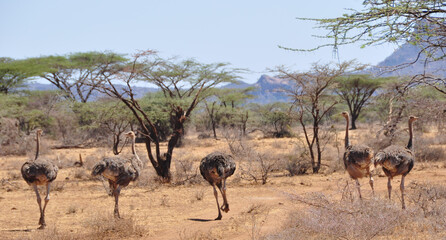 Fototapeta na wymiar Straussenparade im Shaba & Samburu Nationalpark. Oostrich-parade; Shaba, Samburu National Park; Animals; Birds; Vögel; Wildtiere